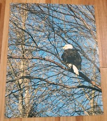 American Bald Eagle Print Pictures Lot of 4 Sitting Trees Nature Up Close 8×10
