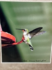 Hummingbird Landing 8×10 Photograph signed Connie Keesling 2004 14/250 Beautiful