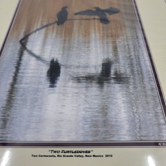 PHOTOGRAPHY Art Prints Lot 4 Vintage BIrds Birding Nature Photos – HW027