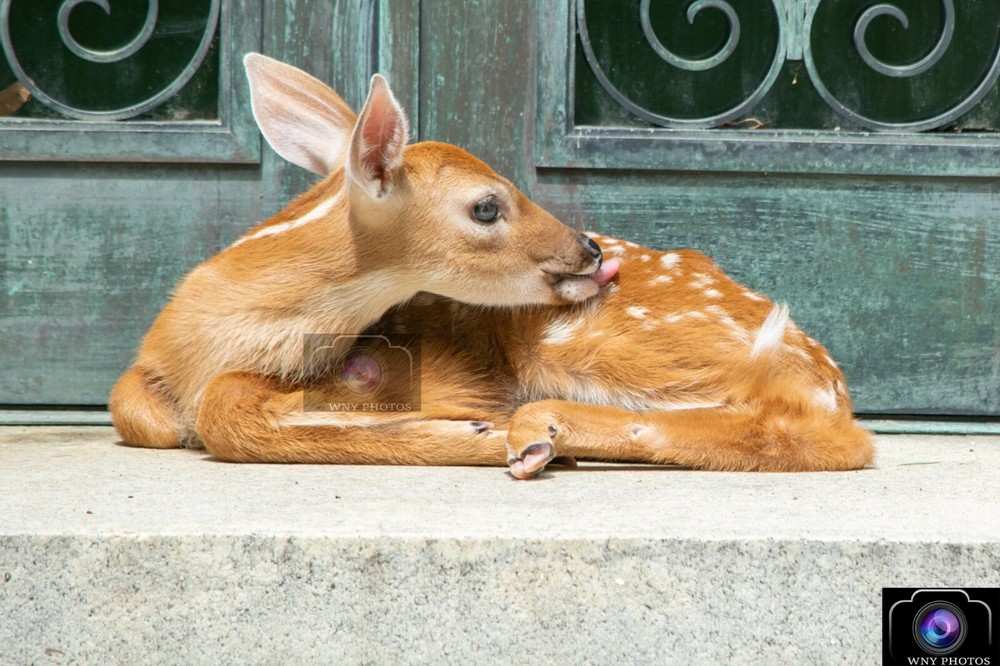 12×18 Print of Baby Fawn Deer (Nature) (Wildlife) *FREE SHIPPING* (#2)
