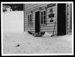 Corgi Hund vor Geschäft in Norwegen – 1940er – Foto 12x9cm