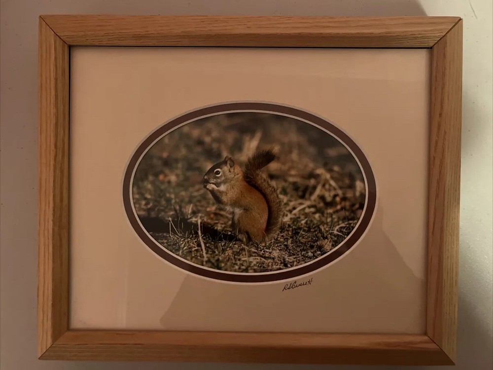 Framed color photo red squirrel 11.5” x 9.5” signed Roger S Everett Brewster MA