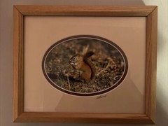 Framed color photo red squirrel 11.5” x 9.5” signed Roger S Everett Brewster MA