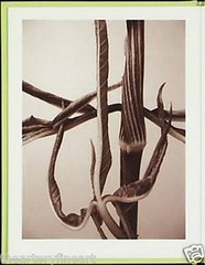 RON VAN DONGEN: One Picture Book Ltd Ed SIGNED w Photo ‘Arisaema Angustatum’ NEW