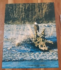 American Bald Eagle Print Pictures Lot of 4 Sitting Trees Nature Up Close 8×10