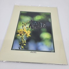 PHOTOGRAPHY Art Prints Lot 3 Vintage Butterfly Flowers Nature Photos – HW022