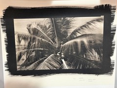 Dick Arentz, Coconut Tree, Kauia, Hawaii, 1987, Palladium / Platinum Print