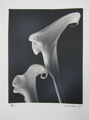 Signed 8×10” b&w photograph Calla lilies follower of Mapplethorpe