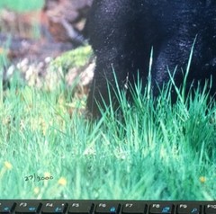 Black Bear Cub Photo Art Signed 12 x 8 unframed Michael Bowman Numbered 27/3000