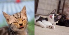 Warm, Cozy, and Relaxed Kittens Photobook Paperback 2018 from Japan