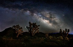 Milky Way Joshua tree (17X25) astrophotography Limited Edition fine art