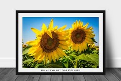 Country Photography Print – Picture of Two Sunflowers in a Field in Kansas