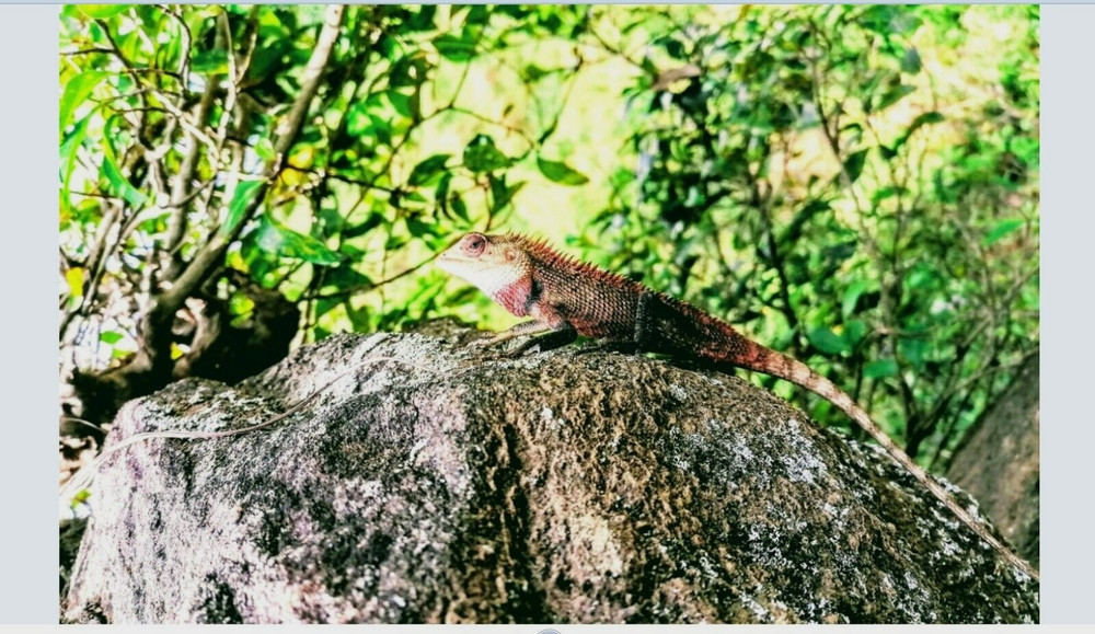 Digital Photo Of Reptile On a Rock in Sri Lanka Forest Nature