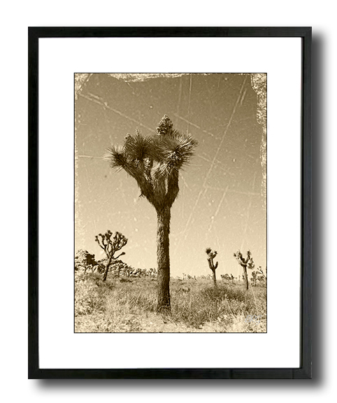 Joshua Tree Sepia Vintage 17×21 Framed Fine Art Print, Black Elegant Slim Frame
