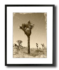 Joshua Tree Sepia Vintage 17×21 Framed Fine Art Print, Black Elegant Slim Frame