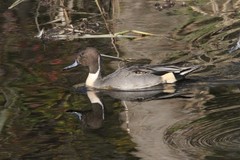 Pintails Photo 1, Pick One Image – Various Sizes