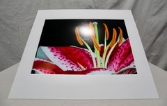 Original Photography Art Print «Stargazer»