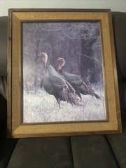 Rio Grand Turkey Photo by Bill Reaves Art Print