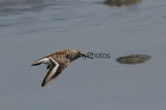 Dunlin Photo 1, Pick One Image – Various Sizes