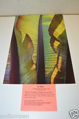 BEAUTIFUL 18″ x 12″ Photo Photograph Print BO BIXLER San Francisco Nature Plant