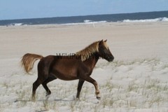 Assateague Island Nat’s Seashore Horse Photo 1, Pick One Image – Various Sizes