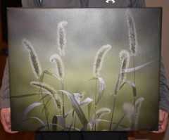 Photograph on canvas wrap – Tall Grass – 20 X 24 – fresh greenery, ready to hang
