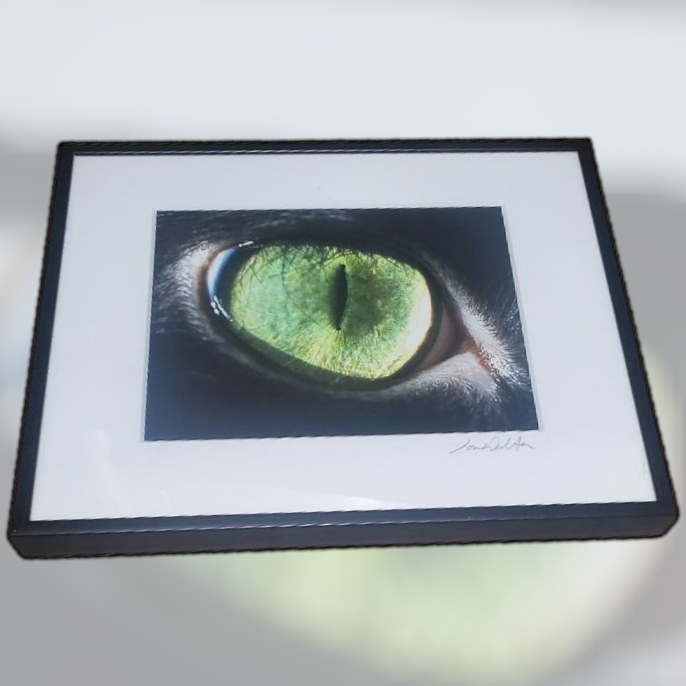 Jon Walton Photography Art Decor Cat Eye Phoebe 8″ X 10″ Pet Fur
