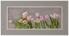 Floral Print Of Pink Tulips wall art print floral photography home decor