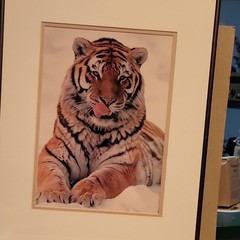 Coldwater Creek Framed Matted Photograph ‘Tiger’ Wildlife Nature Animals Art