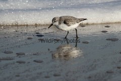 Sanderling Photo, Pick One Image – Various Sizes