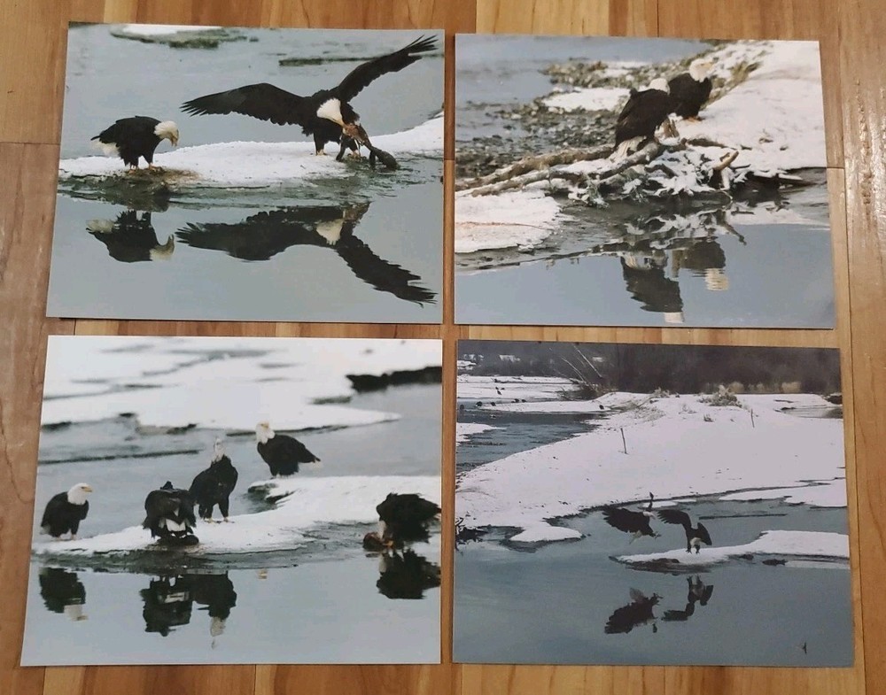 American Bald Eagle Print Pictures Lot of 4 Mirror Image Reflection Water 8×10