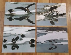 American Bald Eagle Print Pictures Lot of 4 Mirror Image Reflection Water 8×10