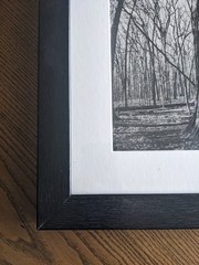 Original Black and White Photography, Nature, Tree, Custom 11×19