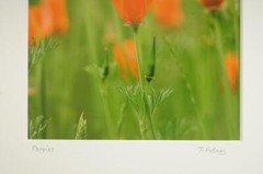 Tom Adams Photography Red Poppies Field Flowers Oregon Matted Photo Art 8×10