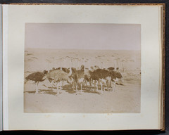 BEAUTIFUL PHOTO ALBUM WITH 54 LARGE FORMAT,ORIGINAL PHOTOS,EGYPT,1870-90,RARE