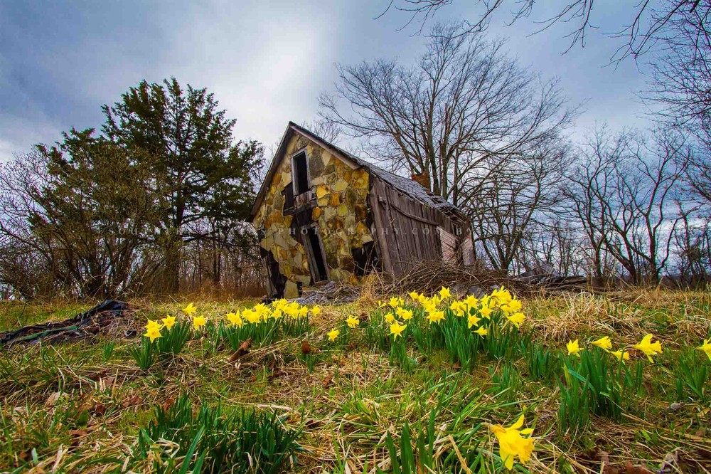Country Photography Print – Jonquil Daffodils and Dilapidated Barn in Arkansas