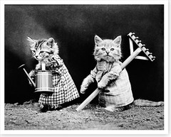 1914 Kittens Cats Wearing Clothes Planting Garden Silver Halide Photo