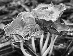 LANDSCAPE 8.5×11 or 13X19 B&W BORDERLESS GLOSSY PRINT (FREE SHIPPING)