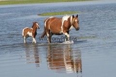 Chincoteague Pony Photo -Mares & Foals- Pick One Image -Various Sizes