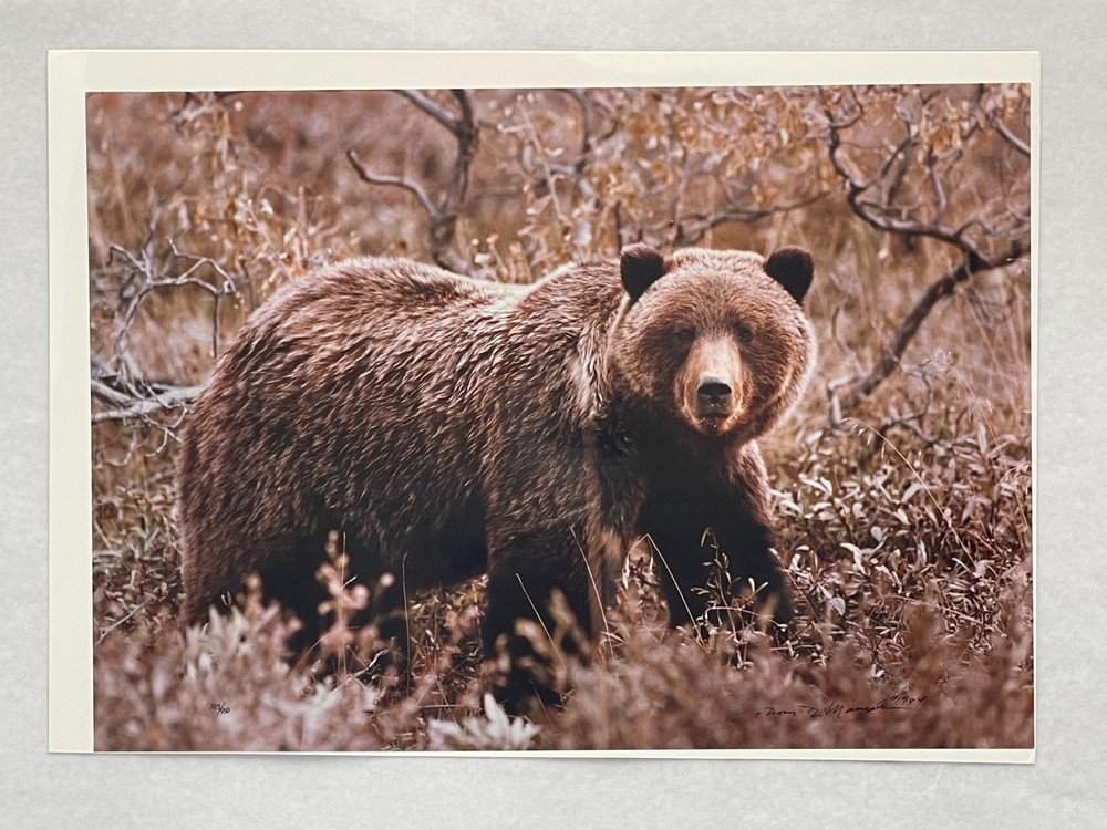 Autumn Grizzly Thomas Mangelsen Photograph Signed 703/950 Mint Info Card Number