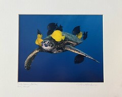 Artist Cynthia Hankins Signed Photo & Matte Turtle Cleaning Station Kona, Hawaii
