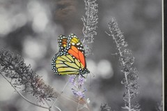 Monarch Butterfly photograph mounted on foam core w/Black Matte