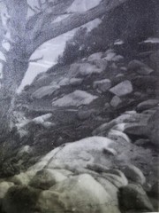 Leopold Hugo Signed Monterey Coast Cyprus Photograph