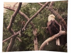 Photo of Eagle In A Tree 14 x 11 inches on Photo Paper Signed 03-01-2010