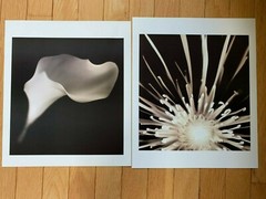 Southern Living at Home Melissa Springer Blooms Black & White Flower Prints 2