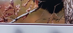 Thomas Mangelsen Signed Photograph Limited Edition Framed Bear “October’s Oak»