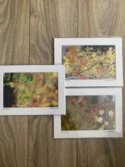 Set of 3 – Fall Colors in Leadville, Colorado Photography Print – Signed Matted
