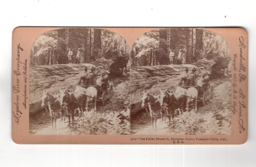 Stereoscopy The Fallen Monarch / Mariposa Grove / Yosemite Valley / USA