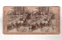 Stereoscopy The Fallen Monarch / Mariposa Grove / Yosemite Valley / USA