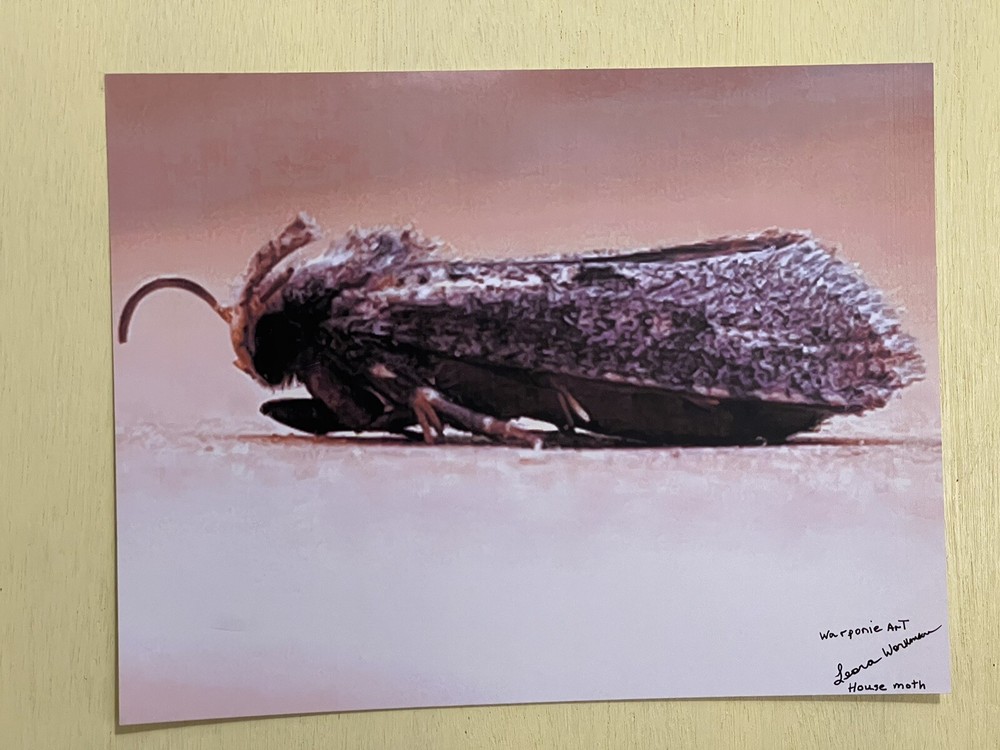 insect wall art photograph- House Moth 8.5×11